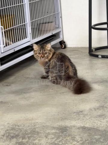 Kucing Tabby kaki pendek - photo 2 of 5