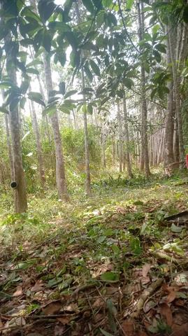 Kebun 1.5 Relong Ada Rumah 1