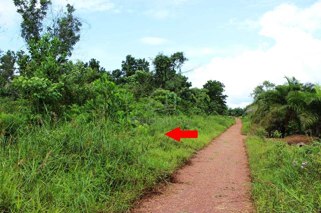 Tanah Pertanian di Jalan Ayer Hitam Muar untuk dijual 1