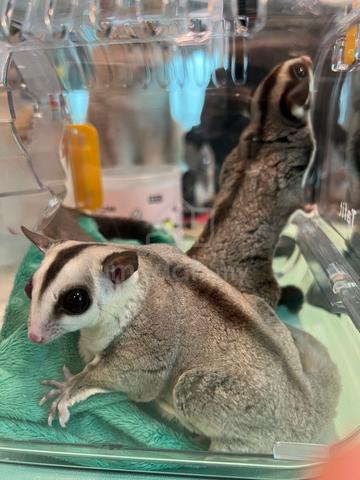 Pair of sugar gliders + cage - photo 2 of 5