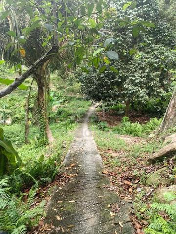 Durian farm near Teluk Kumbar for Sell 1