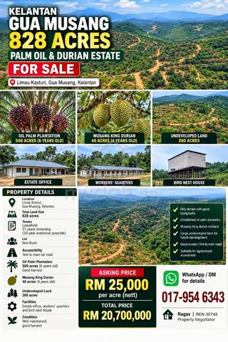 Kelantan Gua Musang 828 Acres Palm Oil & Durian Estate for Sale 1