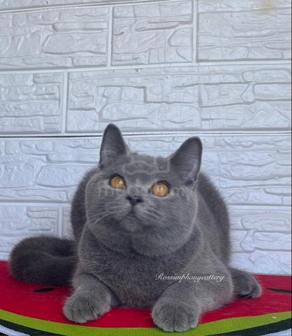 Pure best sale british shorthair