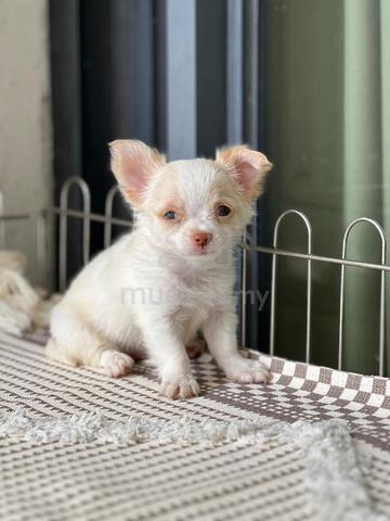 purebreed chihuahua puppy available  - photo 5 of 5