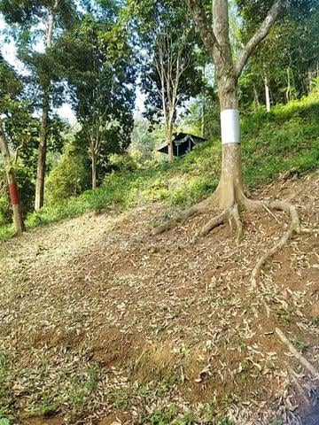 Tanah Dusun 5 Relung Untuk Di jual Di Pendang Kedah 1
