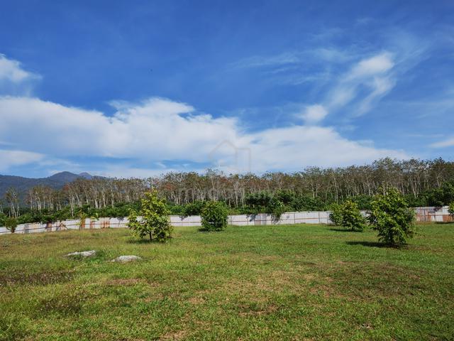 Bedong Durian Land For Sale 2