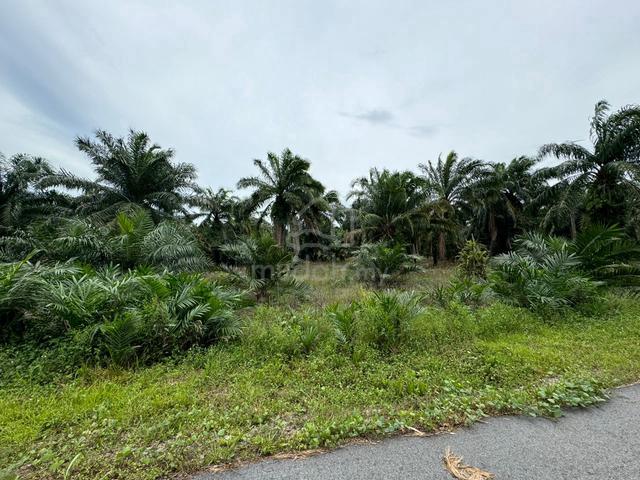 Tanah Pertanian, BANTING 🔥🔥🌴🌴🌴!!! 1