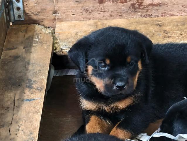 rottweiler puppy  - photo 2 of 4