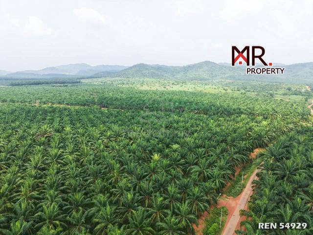 ZONING RESIDENTIAL @ Oil Palm Agriculture Land Bedong FOR SALE 1