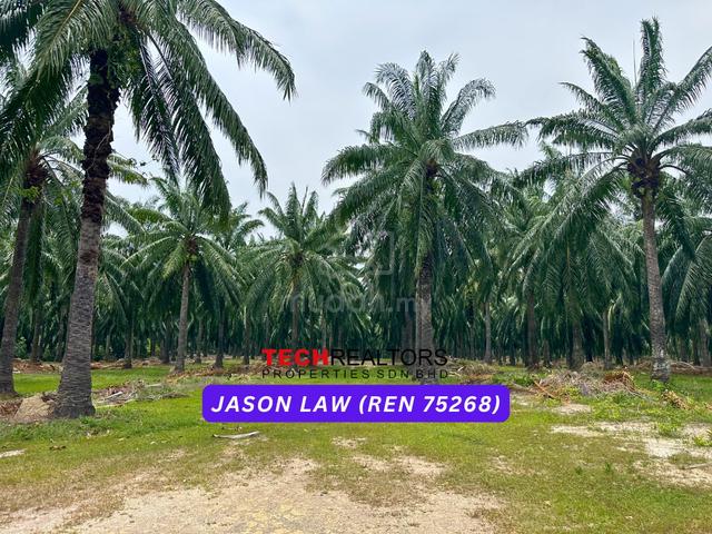 Agriculture Land🌿 RM4.30/sqft |Semeling Bedong |Under Market Value❗️ 3