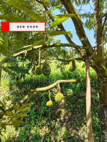 9.9 Acres | Durian Farm | Reserve Road | Lenggong | PERAK 1