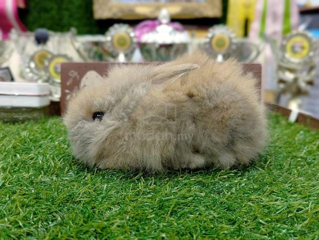 Arnab Mix Teddy Rabbit - photo 3 of 3
