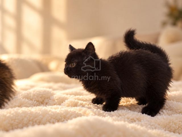 Munchkin Female - photo 2 of 2
