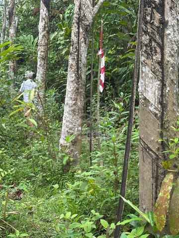 Land with Rubber trees for sale 1
