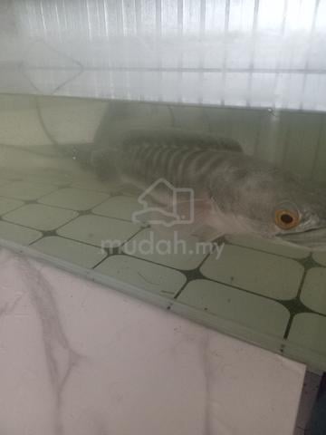 Carousel Image Selected