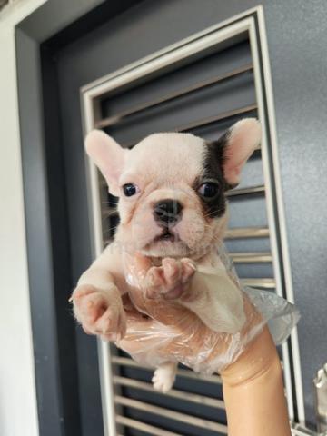 French bulldog - photo 2 of 2