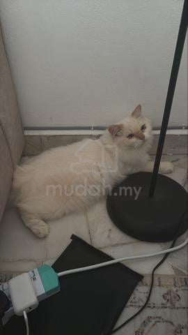 Cat Parsi Mix - photo 4 of 6