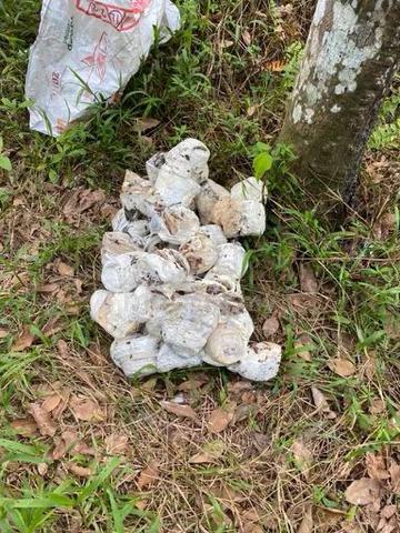 Bentong, Jalan Tras, Pahang, Rubber Tree 500KG per day 1
