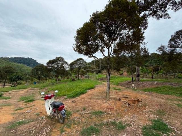 Nice Durian Farm In Jelebu titi For Sale 1