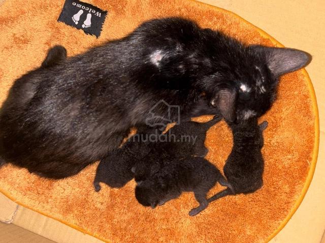 Carousel Image Selected