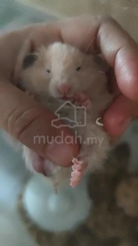 Carousel Image