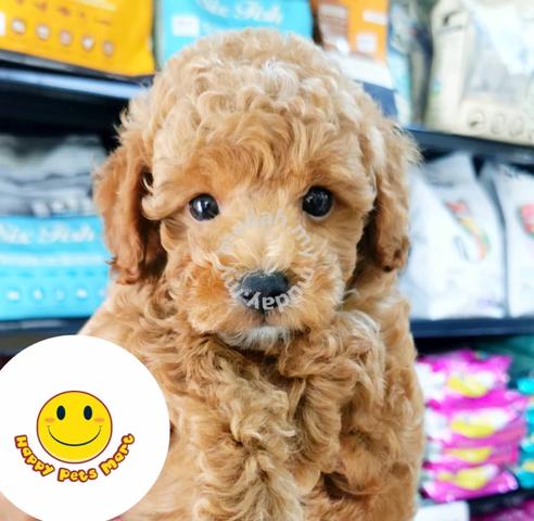 toy poodle mudah