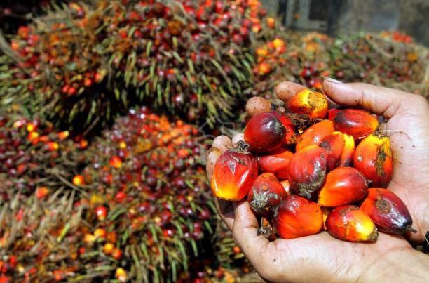 PRIME FREEHOLD 30 ACRES OiL PALM LAND TAPAH PERAK 26 TONNES PER HAVEST 1