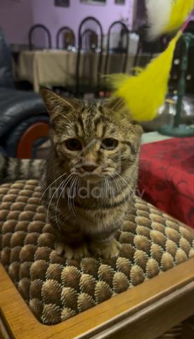 Kucing BSH Munchkin untuk dijual - photo 3 of 5