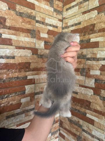 BSH Kitten Golden Blue - photo 6 of 6