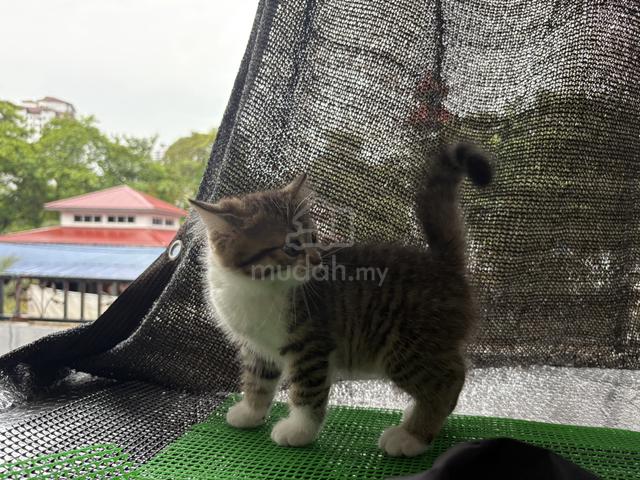 Carousel Image