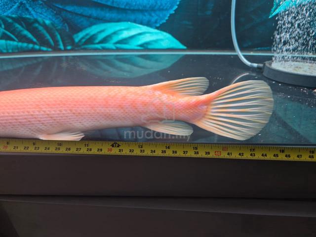 Albino Golden Alligator Gar - photo 4 of 4