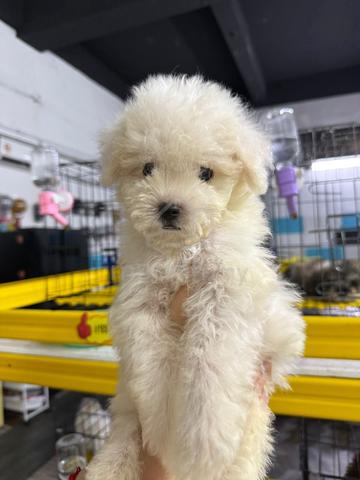 Maltipoo  - photo 3 of 4