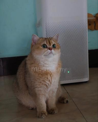 Carousel Image