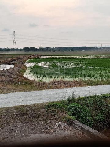 TANAH SAWAH 39,727 Sqft UNTUK DIJUAL 1