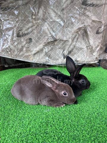 Arnab Rabbit Minirex Betina - photo 2 of 3