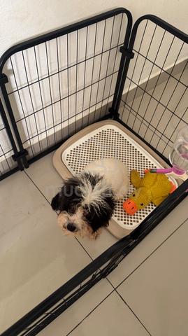 Poodle Puppy for Sale – Lovely & Healthy - photo 2 of 6