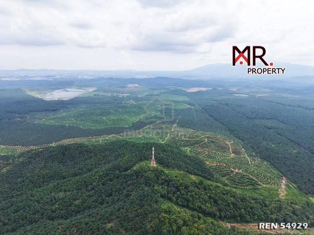 GOOD INVESTMENT Durian Farm Bukit Selambau FOR SALE 1