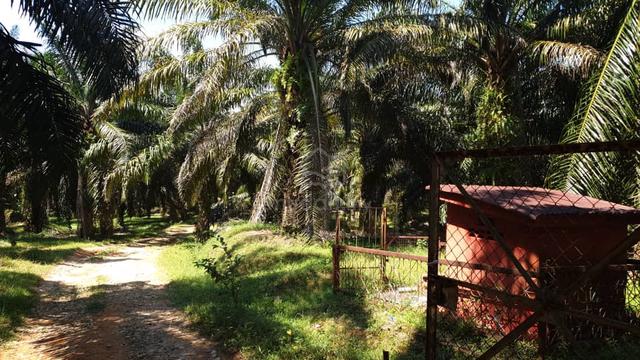 Rembau Freehold Agriland 1
