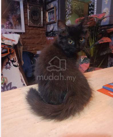 Black kitten 🐈‍⬛ - photo 4 of 6