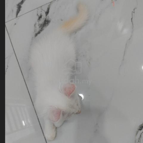 Ragdoll Cream Point  - photo 3 of 3