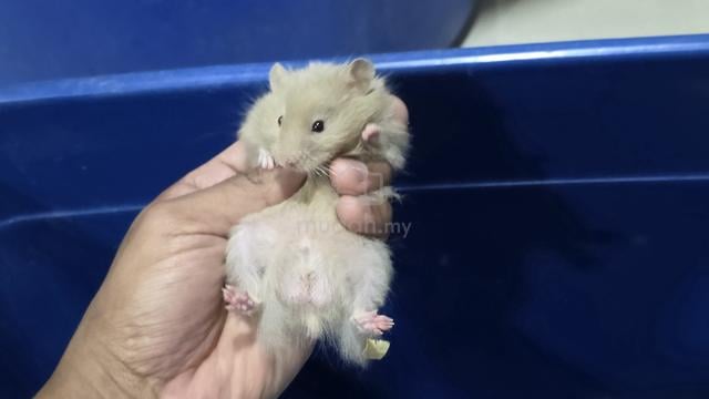 Carousel Image