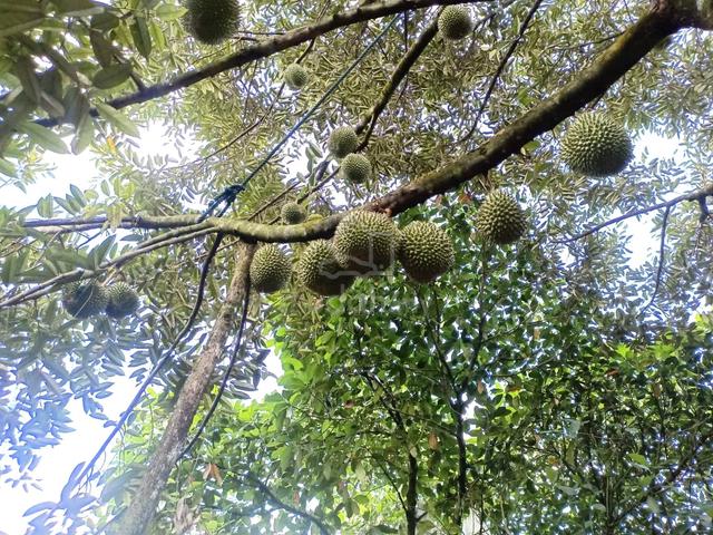 4.75 acre Durians agriculture land, Setul, Mantin, Sbn, N9 1