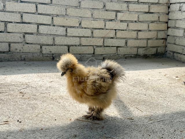 Silkie Chicken - photo 5 of 5