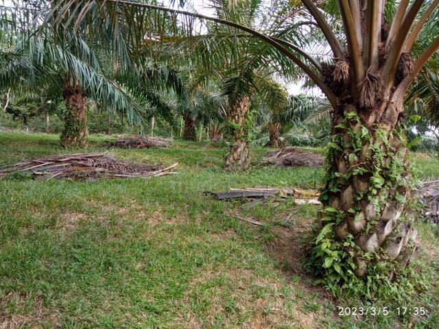 Kebun Sawit Lubok China Masjid Tanah Alor Gajah Melaka 1
