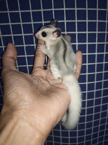 sugar glider  - photo 3 of 4
