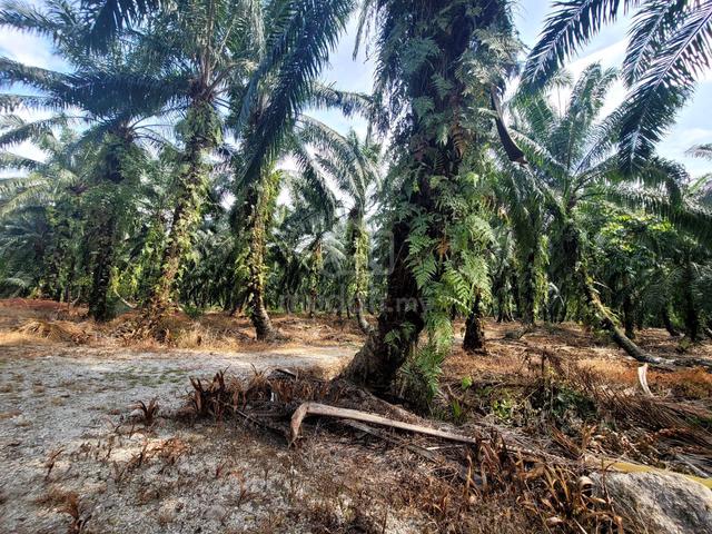 FOR SALE:  TANAH SAWIH 4 EKAR SUNGAI KELAMBU Kuala Langat 1
