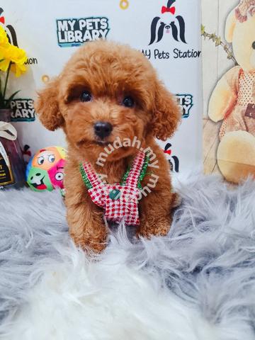 toy poodle mudah