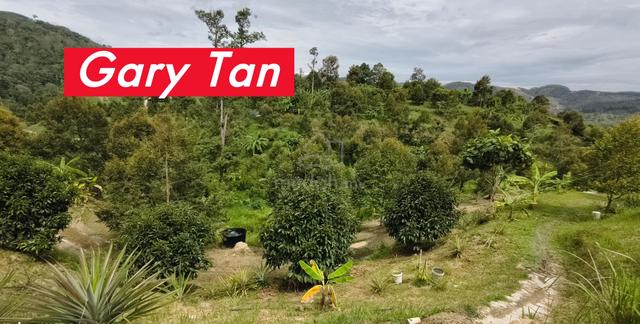 We’ll Manage Junjong Durian Farm For Sale 1