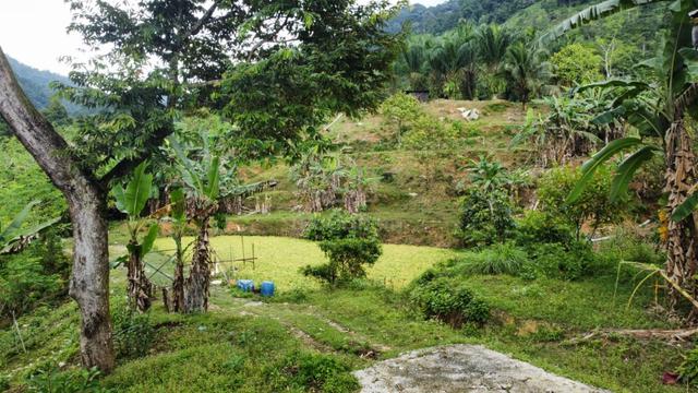 4.36 acres mix fruit farm come with bungalow house at Jelapang, Ipoh 2