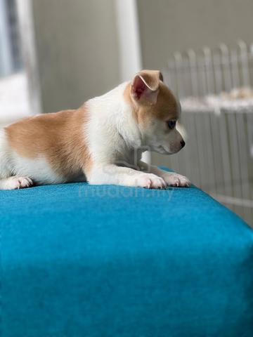 purebreed chihuahua puppy available  - photo 4 of 4